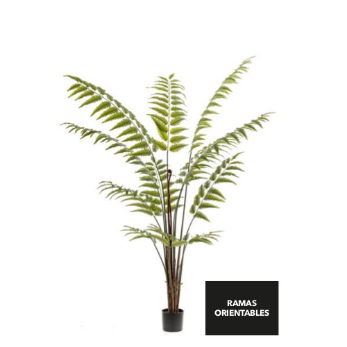 Árbol Fern Creen: ¿Qué hacemos? de Ches Pa, S.L. Árbol Fern Creen: ¿Qué hacemos? de Ches Pa, S.L.