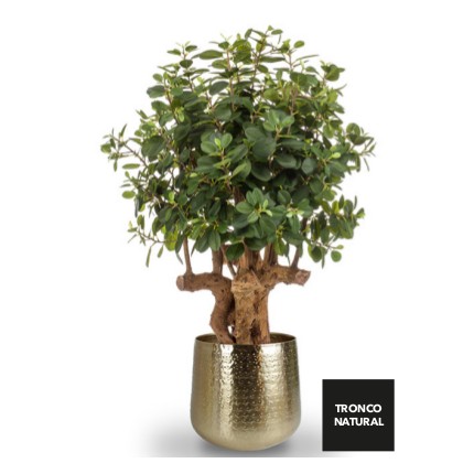 Árbol Ficus Botanic: ¿Qué hacemos? de Ches Pa, S.L. Árbol Ficus Botanic: ¿Qué hacemos? de Ches Pa, S.L.
