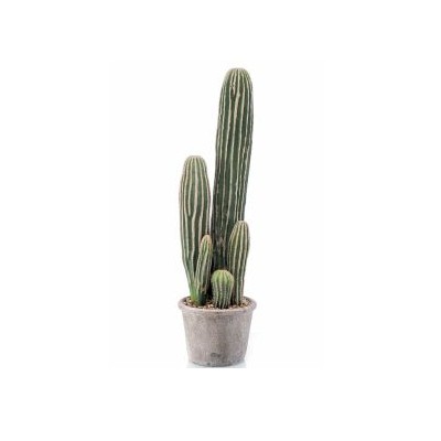 Cactus San Pedro: ¿Qué hacemos? de Ches Pa, S.L. Cactus San Pedro: ¿Qué hacemos? de Ches Pa, S.L.