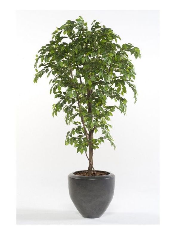 Árbol ficus acabado Premium: ¿Qué hacemos? de Ches Pa, S.L. Árbol ficus acabado Premium: ¿Qué hacemos? de Ches Pa, S.L.
