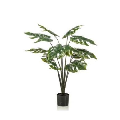 Planta Monstera: ¿Qué hacemos? de Ches Pa, S.L. Planta Monstera: ¿Qué hacemos? de Ches Pa, S.L.