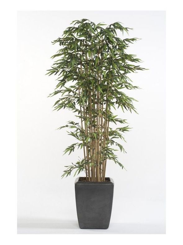 Árbol bambú acabado Premium: ¿Qué hacemos? de Ches Pa, S.L. Árbol bambú acabado Premium: ¿Qué hacemos? de Ches Pa, S.L.