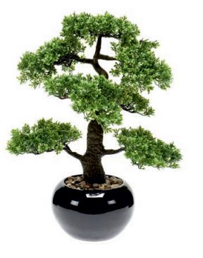 Bonsái Ficus: ¿Qué hacemos? de Ches Pa, S.L. Bonsái Ficus: ¿Qué hacemos? de Ches Pa, S.L.