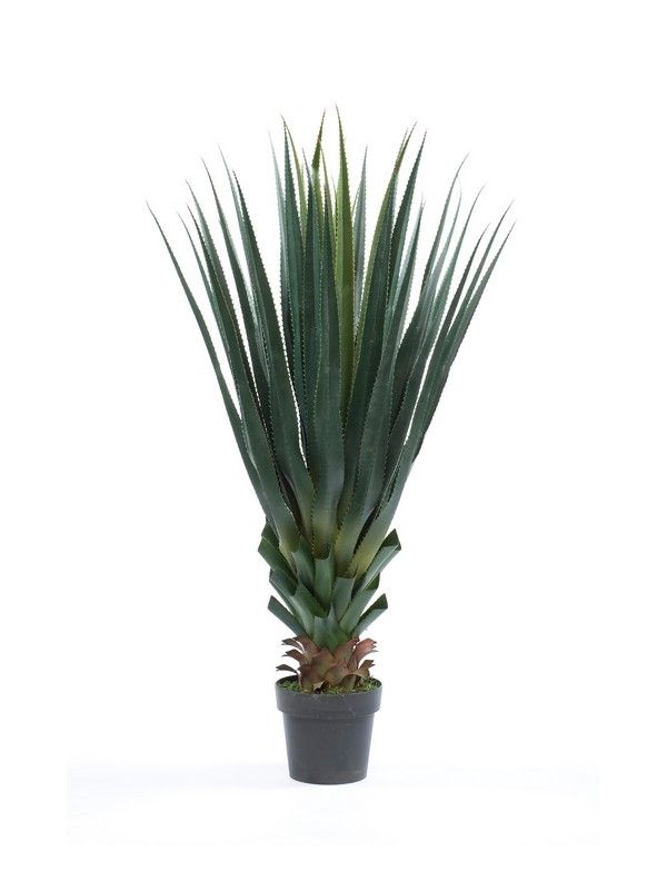 Planta Agave acabado Pandora: ¿Qué hacemos? de Ches Pa, S.L. Planta Agave acabado Pandora: ¿Qué hacemos? de Ches Pa, S.L.