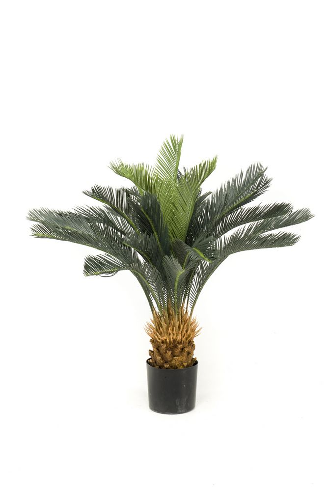 Árbol Palmera Cyca Basic: ¿Qué hacemos? de Ches Pa, S.L. Árbol Palmera Cyca Basic: ¿Qué hacemos? de Ches Pa, S.L.