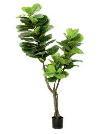 Árbol ficus Lyrata: ¿Qué hacemos? de Ches Pa, S.L. Árbol ficus Lyrata: ¿Qué hacemos? de Ches Pa, S.L.