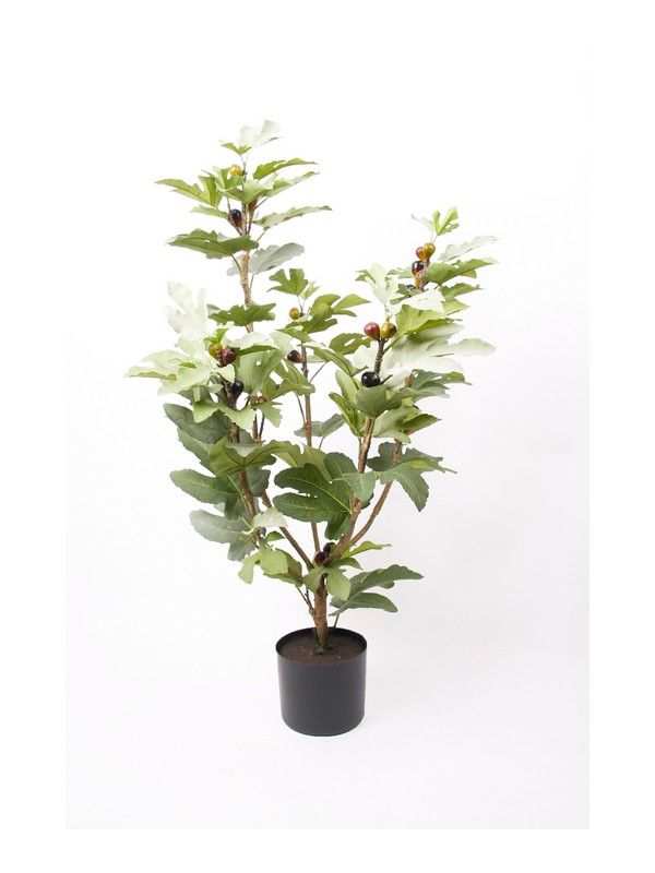 Planta Higuera Mini: ¿Qué hacemos? de Ches Pa, S.L. Planta Higuera Mini: ¿Qué hacemos? de Ches Pa, S.L.