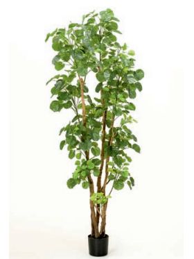 Árbol Aralia: ¿Qué hacemos? de Ches Pa, S.L. Árbol Aralia: ¿Qué hacemos? de Ches Pa, S.L.