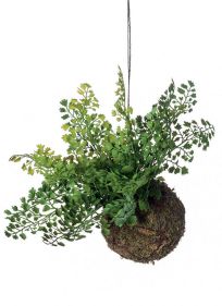 Planta decorativa techo 419165: ¿Qué hacemos? de Ches Pa, S.L. Planta decorativa techo 419165: ¿Qué hacemos? de Ches Pa, S.L.