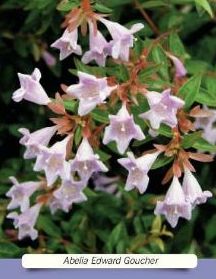 ABELIA " Edward Goucher" ABELIA " Edward Goucher"