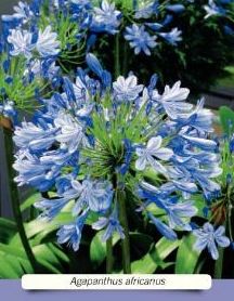 AGAPANTHUS AFRICANUS, AGAPANTO AGAPANTHUS AFRICANUS, AGAPANTO