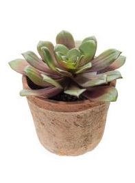 Echeveria pollux artificial Valencia Echeveria pollux artificial Valencia