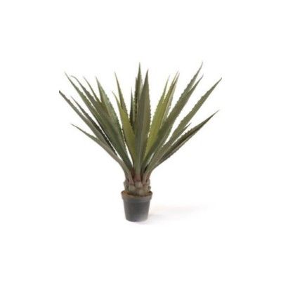 Planta Agave Corona ancha: ¿Qué hacemos? de Ches Pa, S.L. Planta Agave Corona ancha: ¿Qué hacemos? de Ches Pa, S.L.
