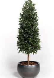 Árbol laurel cono: ¿Qué hacemos? de Ches Pa, S.L. Árbol laurel cono: ¿Qué hacemos? de Ches Pa, S.L.