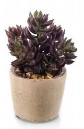 Sedum artificial Valencia Sedum artificial Valencia