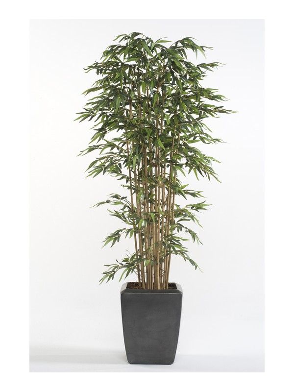 Árbol bambú acabado Premium: ¿Qué hacemos? de Ches Pa, S.L. Árbol bambú acabado Premium: ¿Qué hacemos? de Ches Pa, S.L.