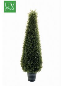 Arbol boj cono 95 Arbol boj cono 95