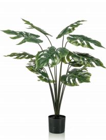 Planta Monstera: ¿Qué hacemos? de Ches Pa, S.L. Planta Monstera: ¿Qué hacemos? de Ches Pa, S.L.