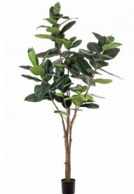 Arbol de interior ficus elastic Arbol de interior ficus elastic