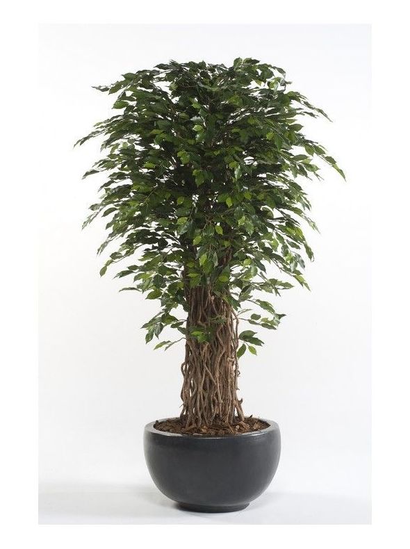 Árbol ficus acabado Deluxe: ¿Qué hacemos? de Ches Pa, S.L. Árbol ficus acabado Deluxe: ¿Qué hacemos? de Ches Pa, S.L.