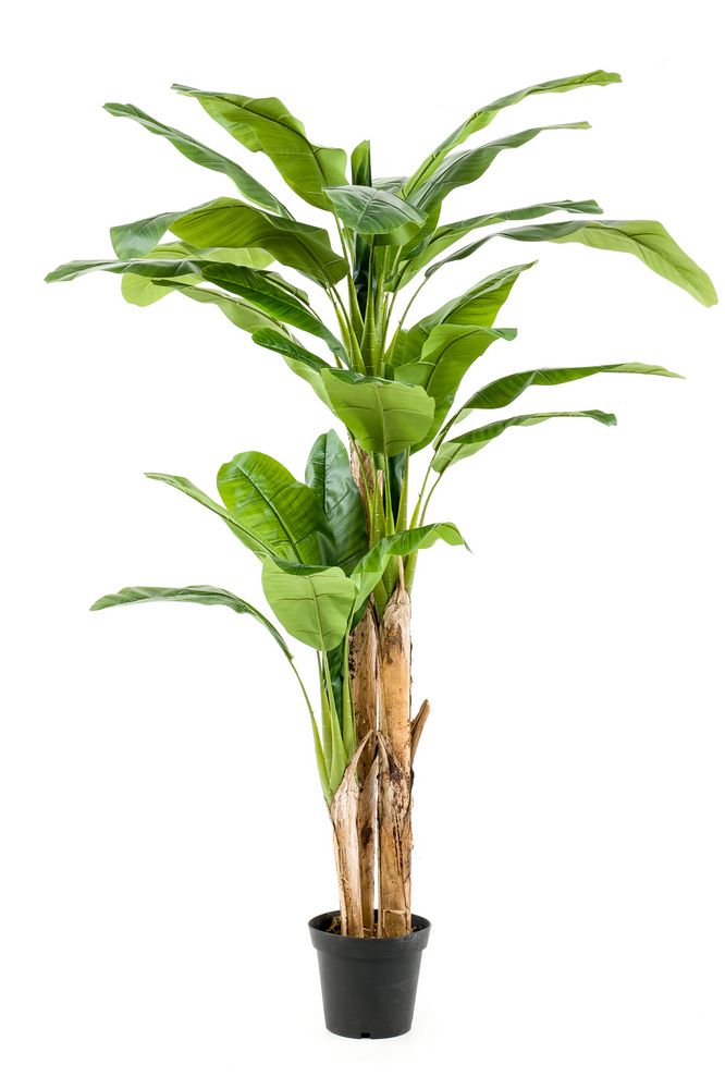 Venta y distribución de plantas y arboles, artificiales de interior: ¿Qué hacemos? de Ches Pa, S.L. Venta y distribución de plantas y arboles, artificiales de interior: ¿Qué hacemos? de Ches Pa, S.L.