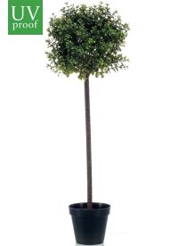 árbol boj bola árbol boj bola