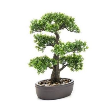 Bonsái Ficus: ¿Qué hacemos? de Ches Pa, S.L. Bonsái Ficus: ¿Qué hacemos? de Ches Pa, S.L.