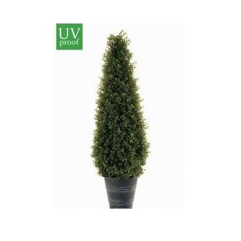 Árbol boj cono 165 Árbol boj cono 165