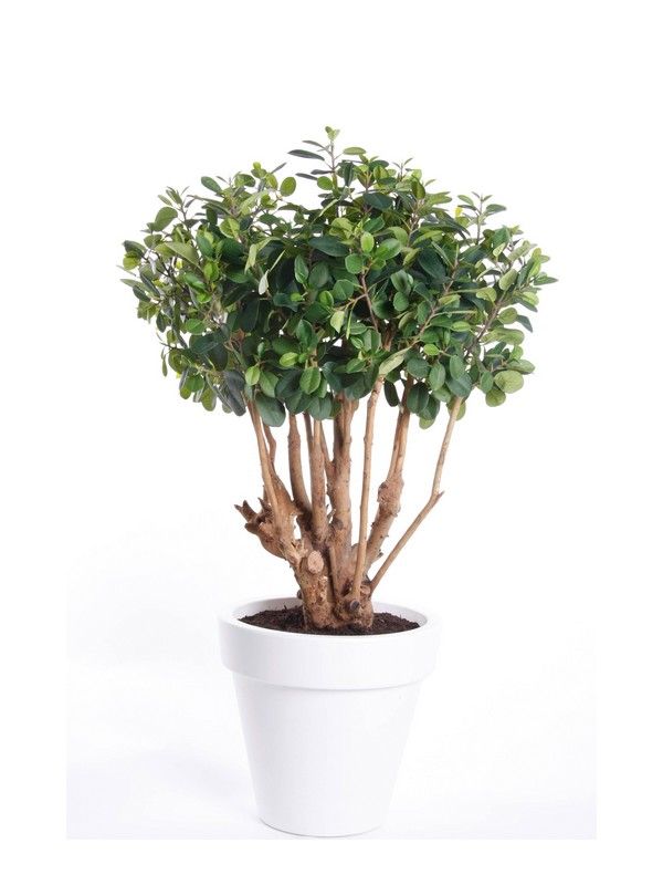 Árbol ficus Botanic: ¿Qué hacemos? de Ches Pa, S.L. Árbol ficus Botanic: ¿Qué hacemos? de Ches Pa, S.L.