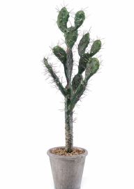 Cactus sabra Cactus sabra