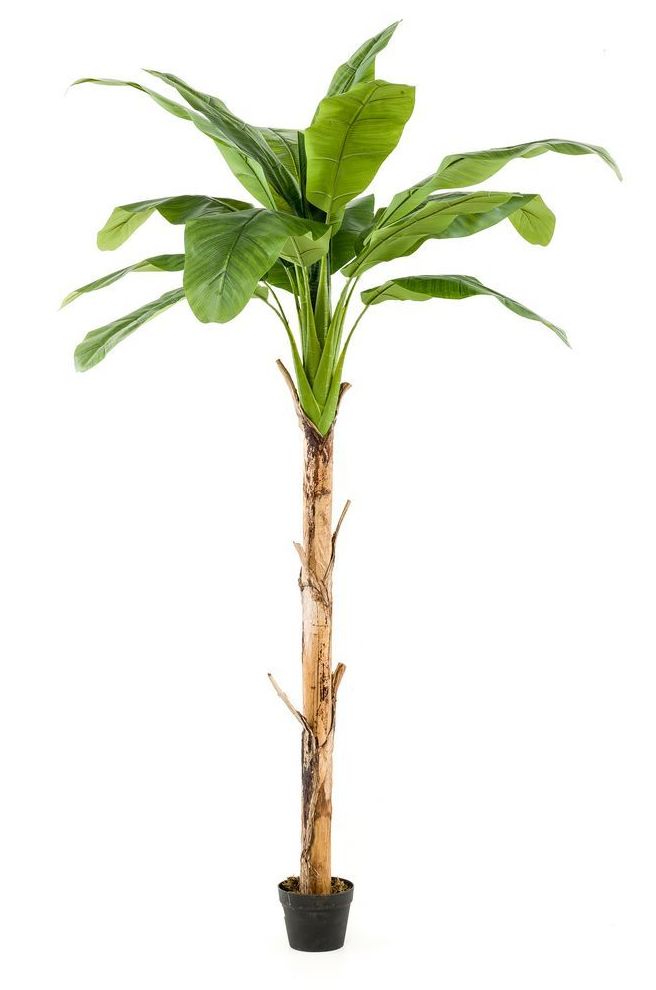 Árbol Platanero: ¿Qué hacemos? de Ches Pa, S.L. Árbol Platanero: ¿Qué hacemos? de Ches Pa, S.L.