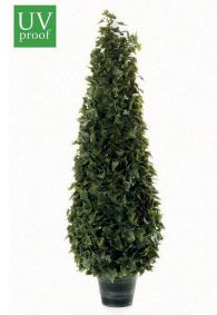 árbol hiedra cono árbol hiedra cono