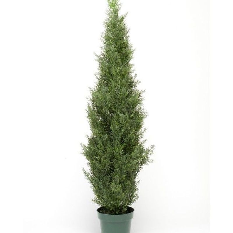 Árbol Arizónica: ¿Qué hacemos? de Ches Pa, S.L. Árbol Arizónica: ¿Qué hacemos? de Ches Pa, S.L.