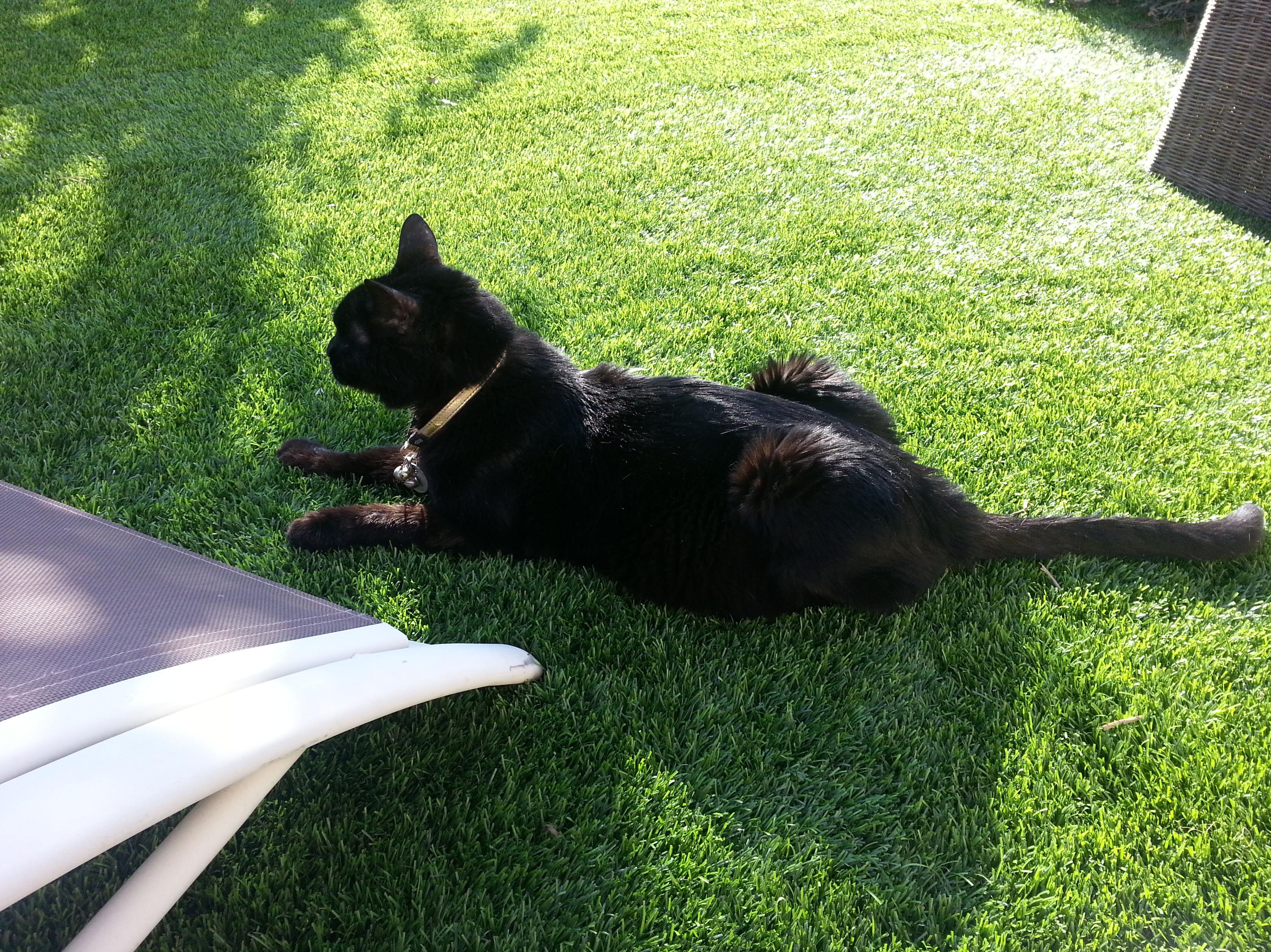 Coco disfrutando del solete en el jardín, sobre el césped artificial