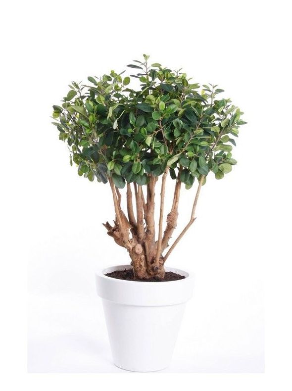 Árbol ficus Botanic: ¿Qué hacemos? de Ches Pa, S.L. Árbol ficus Botanic: ¿Qué hacemos? de Ches Pa, S.L.