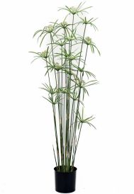 Planta Cyperus: ¿Qué hacemos? de Ches Pa, S.L. Planta Cyperus: ¿Qué hacemos? de Ches Pa, S.L.
