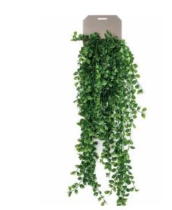 Planta colgante 419269: ¿Qué hacemos? de Ches Pa, S.L. Planta colgante 419269: ¿Qué hacemos? de Ches Pa, S.L.