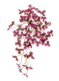 Arbusto colgante Oxalis Violeta: ¿Qué hacemos? de Ches Pa, S.L. Arbusto colgante Oxalis Violeta: ¿Qué hacemos? de Ches Pa, S.L.