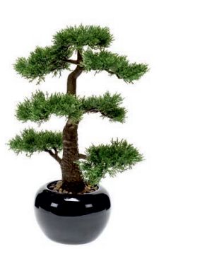 Bonsái Cedar: ¿Qué hacemos? of Ches Pa, S.L. Bonsái Cedar: ¿Qué hacemos? of Ches Pa, S.L.