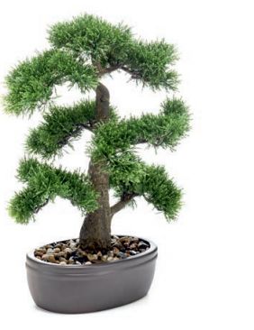 Bonsái Cedar: ¿Qué hacemos? de Ches Pa, S.L. Bonsái Cedar: ¿Qué hacemos? de Ches Pa, S.L.