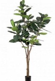Árbol ficus Elastic: ¿Qué hacemos? de Ches Pa, S.L. Árbol ficus Elastic: ¿Qué hacemos? de Ches Pa, S.L.