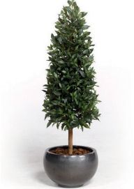 Arbol de interior laurel cono Arbol de interior laurel cono