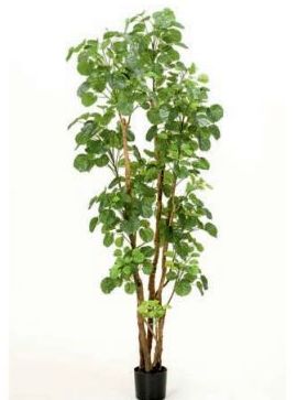Árbol Aralia: ¿Qué hacemos? de Ches Pa, S.L. Árbol Aralia: ¿Qué hacemos? de Ches Pa, S.L.