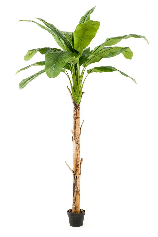 Árbol Platanero: ¿Qué hacemos? de Ches Pa, S.L. Árbol Platanero: ¿Qué hacemos? de Ches Pa, S.L.