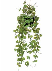 Planta decorativa techo 423977: ¿Qué hacemos? de Ches Pa, S.L. Planta decorativa techo 423977: ¿Qué hacemos? de Ches Pa, S.L.
