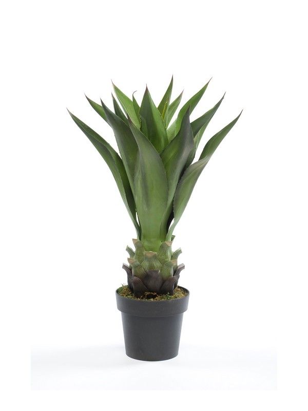 Planta Agave acabado Corona Estrecha: ¿Qué hacemos? de Ches Pa, S.L. Planta Agave acabado Corona Estrecha: ¿Qué hacemos? de Ches Pa, S.L.