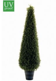 árbol boj cono 135 árbol boj cono 135