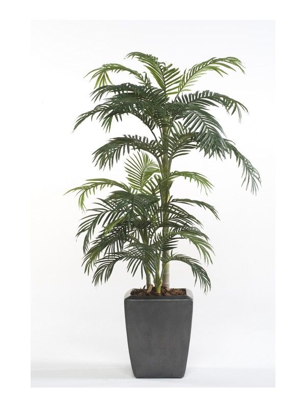 Árbol Palmera Premium: ¿Qué hacemos? de Ches Pa, S.L. Árbol Palmera Premium: ¿Qué hacemos? de Ches Pa, S.L.