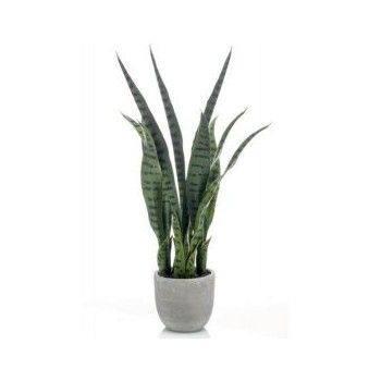 Planta Sansevieira: ¿Qué hacemos? de Ches Pa, S.L. Planta Sansevieira: ¿Qué hacemos? de Ches Pa, S.L.