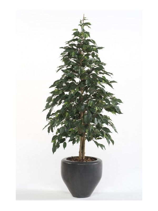 Árbol Ficus acabado Harmony: ¿Qué hacemos? de Ches Pa, S.L. Árbol Ficus acabado Harmony: ¿Qué hacemos? de Ches Pa, S.L.